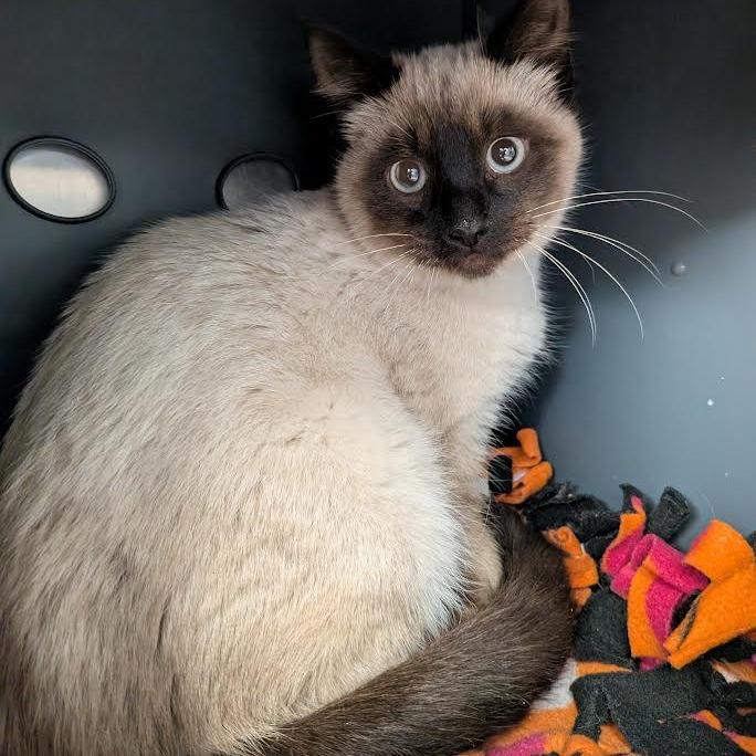 Sushi , adopted, Kitten Male Siamese.