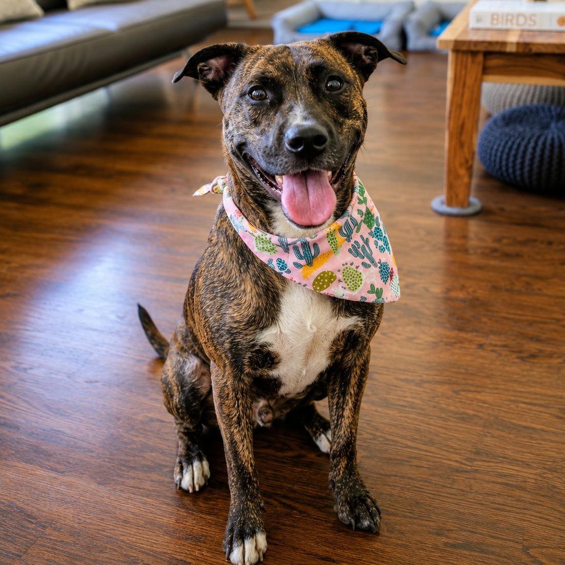 Enlarge Sophie - Affectionate, Cuddle, Loving Girl, Great w/ Dogs & Kids. Fosterered W Roxbury, MA, a Adoptable mixed breed in Albany, NY image 6/6