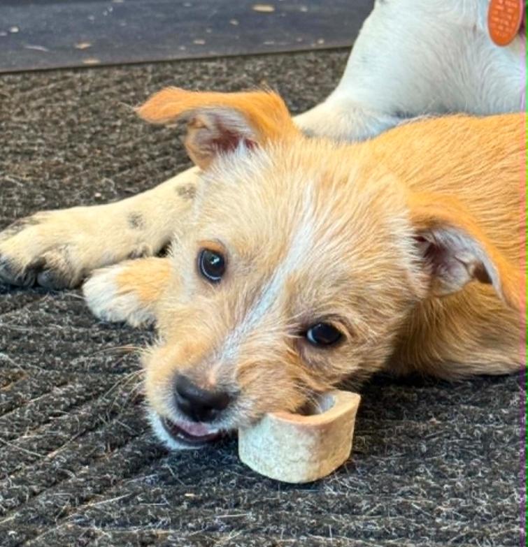Speedy, an adopted mixed breed in Eutawville, SC image 1/5