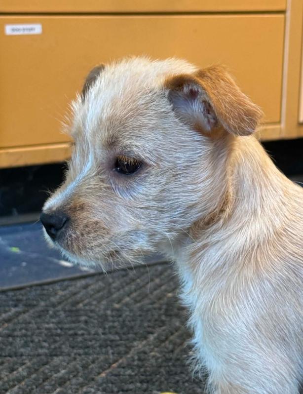 Speedy, an adopted mixed breed in Eutawville, SC image 2/5
