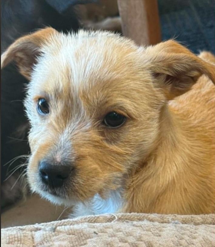 Speedy, an adopted mixed breed in Eutawville, SC image 3/5