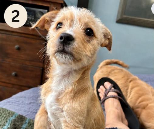 Speedy, an adopted mixed breed in Eutawville, SC image 5/5