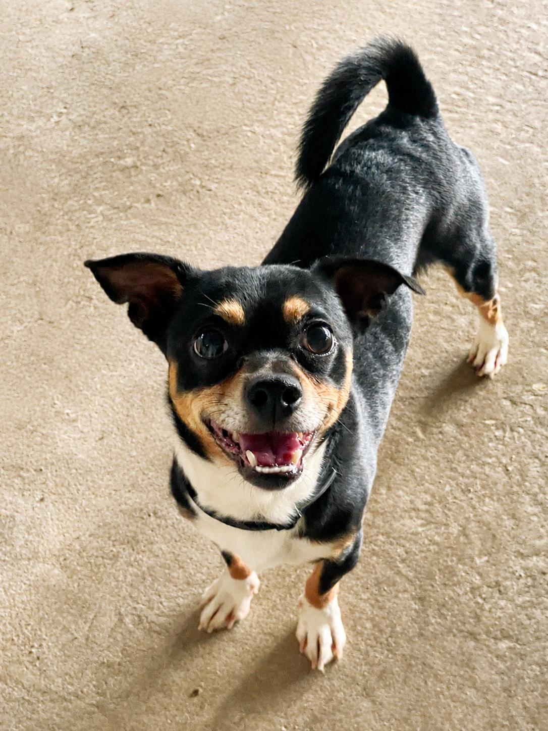 Jack, adopted, Adult Male Chihuahua.