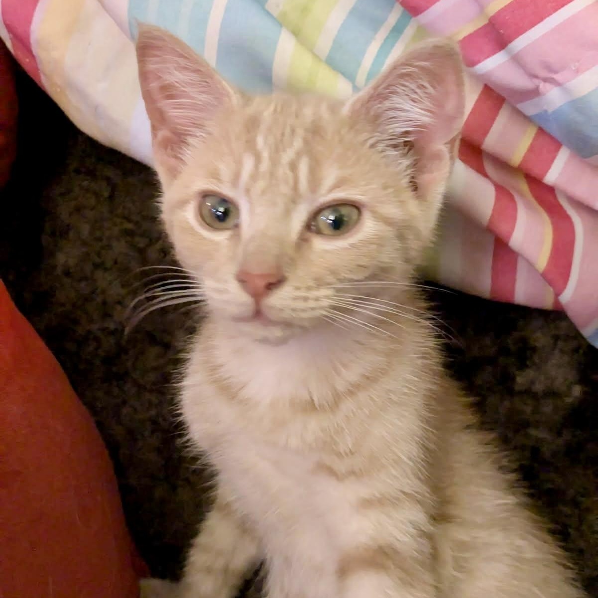 Morgan Le Fay, Adoptable, Young Female Domestic Short Hair.