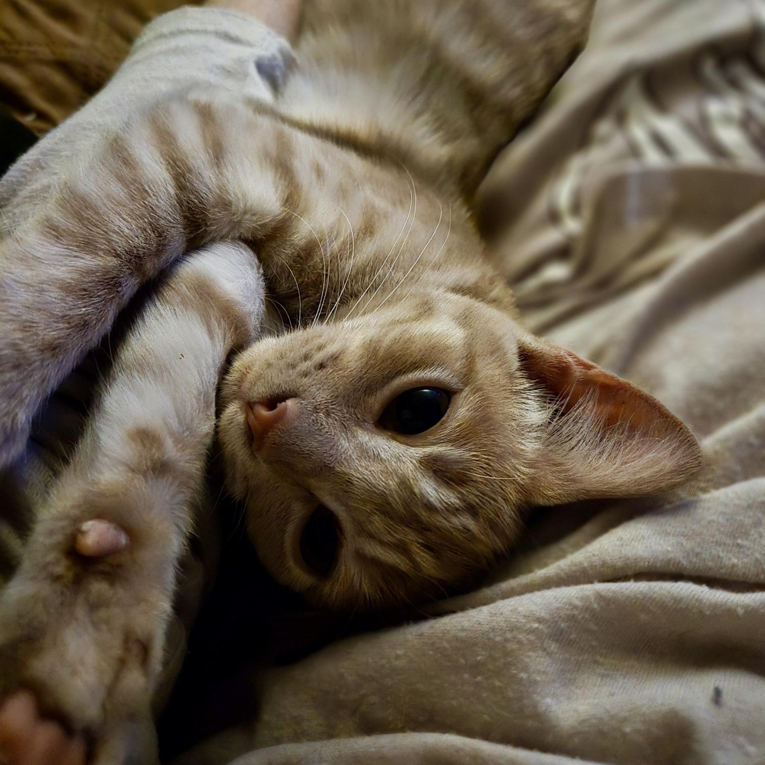 Enlarge Morgan Le Fay, a Adoptable Domestic Short Hair in Richmond, VA image 1/5