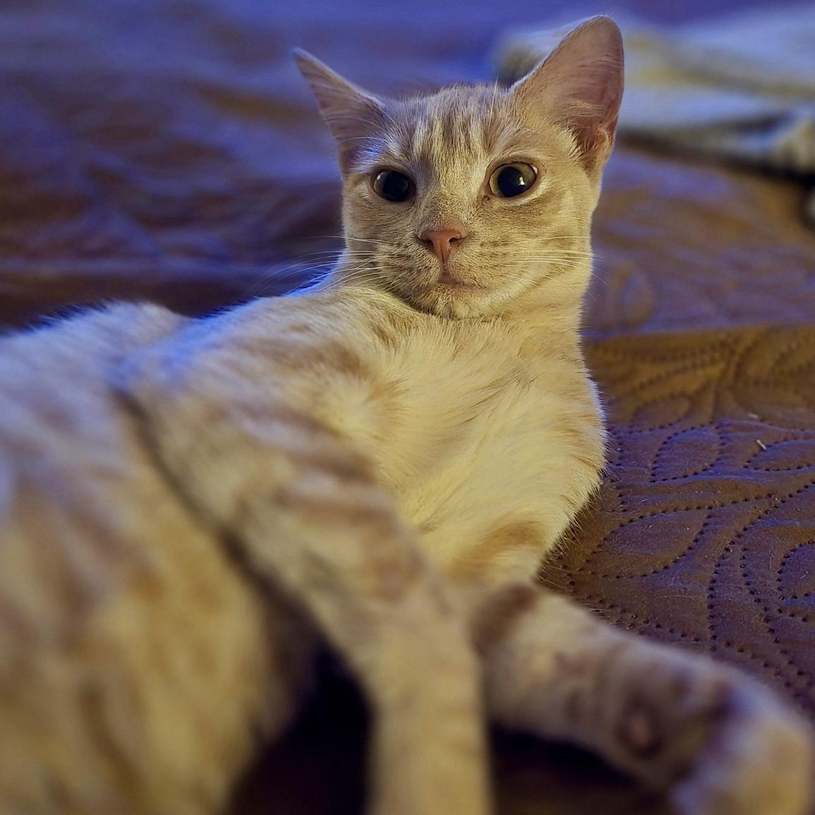 Enlarge Morgan Le Fay, a Adoptable Domestic Short Hair in Richmond, VA image 3/5