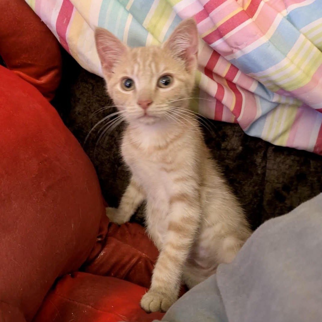 Enlarge Morgan Le Fay, a Adoptable Domestic Short Hair in Richmond, VA image 4/5