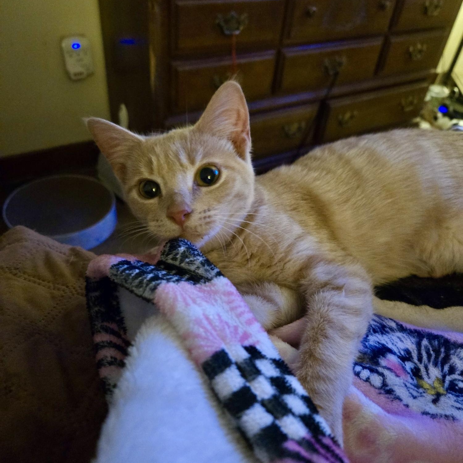 Enlarge Morgan Le Fay, a Adoptable Domestic Short Hair in Richmond, VA image 5/5