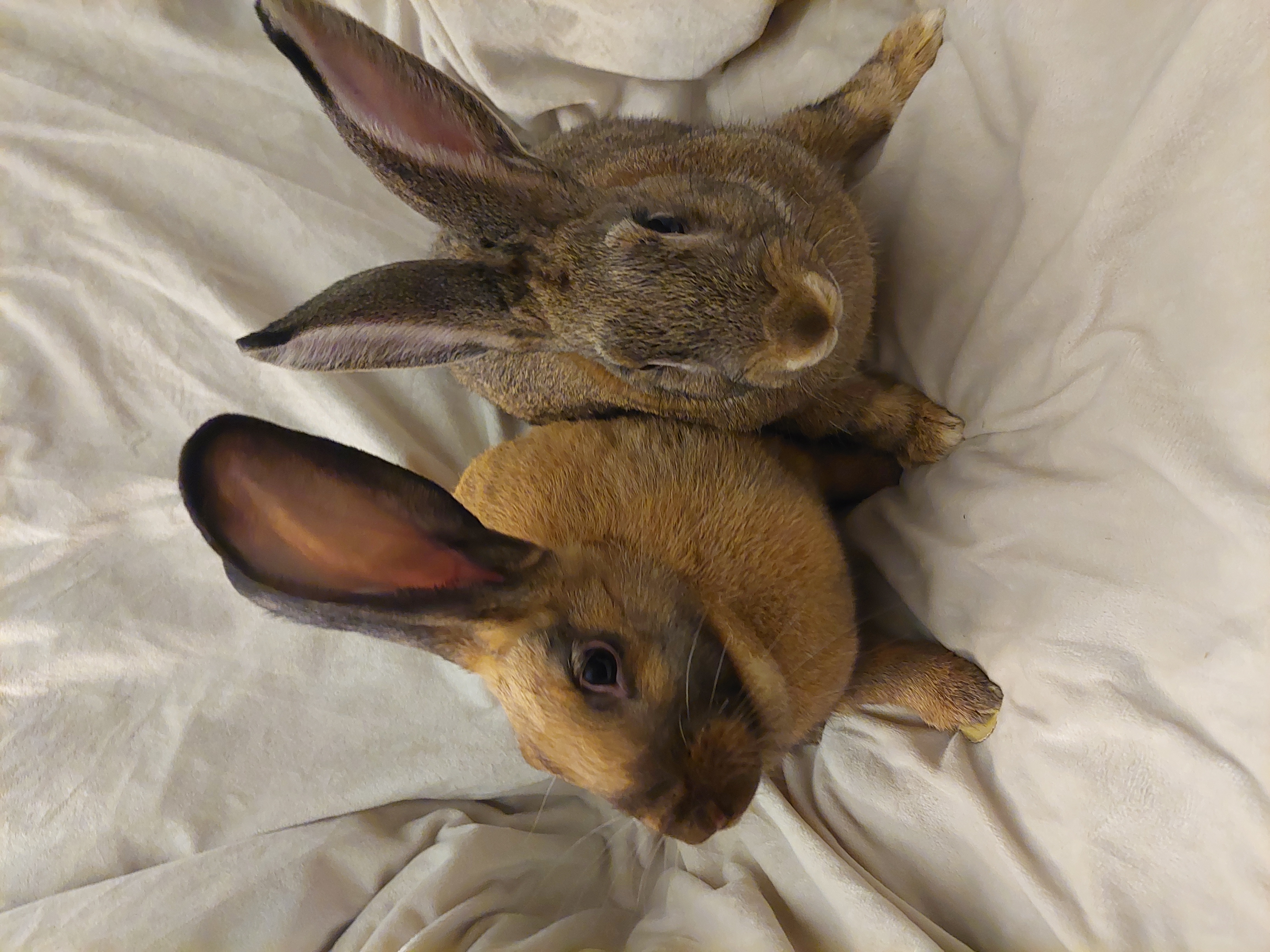 Rabbit for adoption HARRIET AND OOPS, a New Zealand in Forest Hills