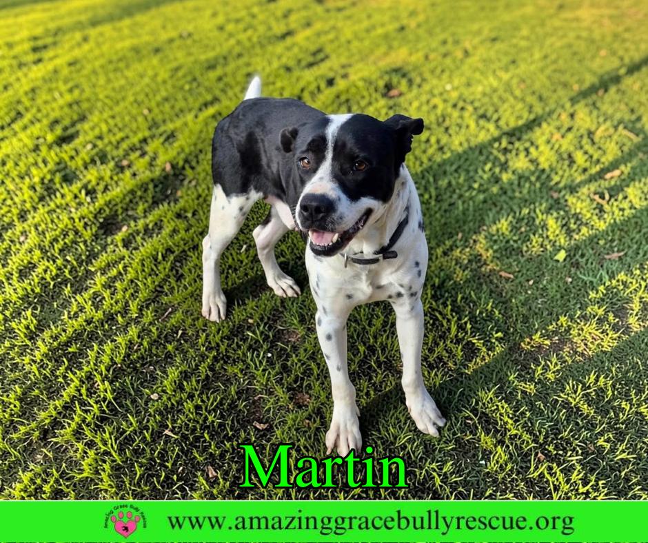 Martin, Adoptable, Adult Male Pointer & American Bulldog.