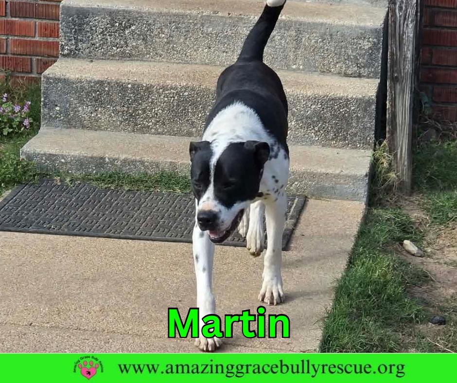 Martin, a Adoptable mixed breed in Pensacola, FL image 2/3