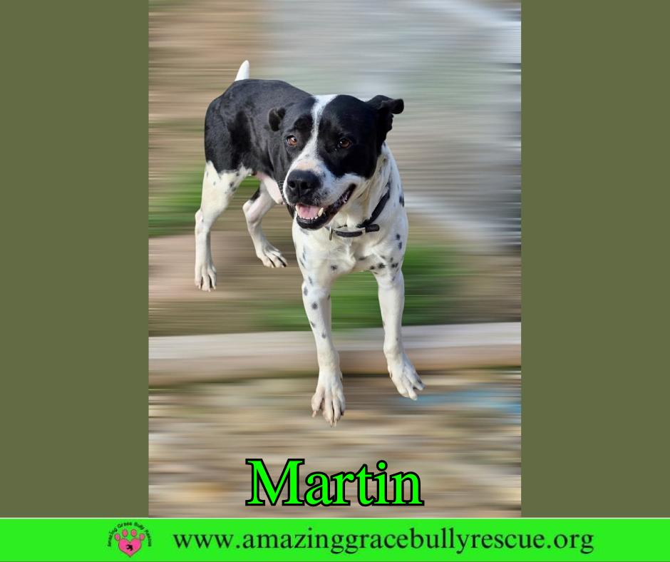 Martin, a Adoptable mixed breed in Pensacola, FL image 3/3