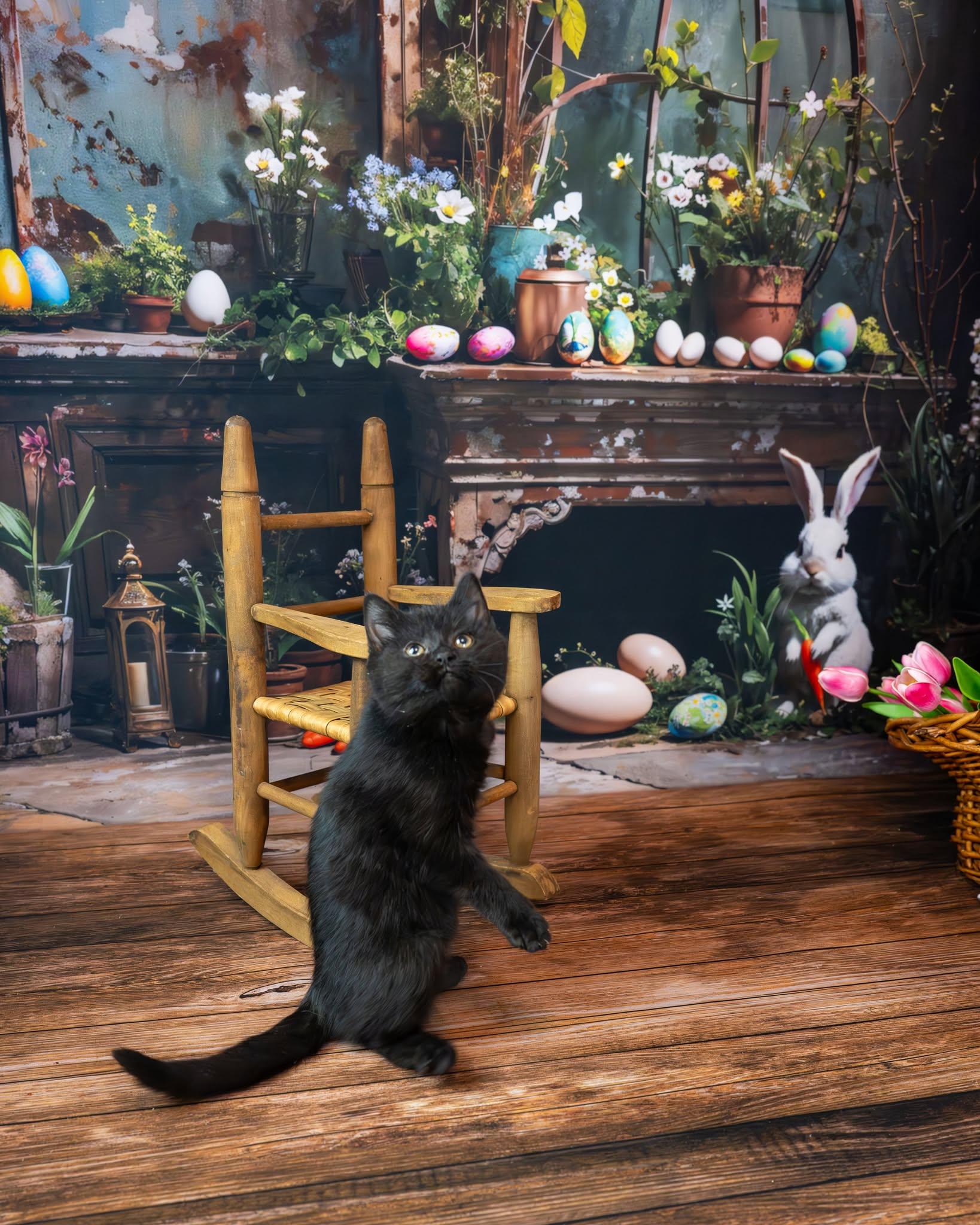 Enlarge Midnight, an adopted Domestic Short Hair in Lapeer, MI image 2/6