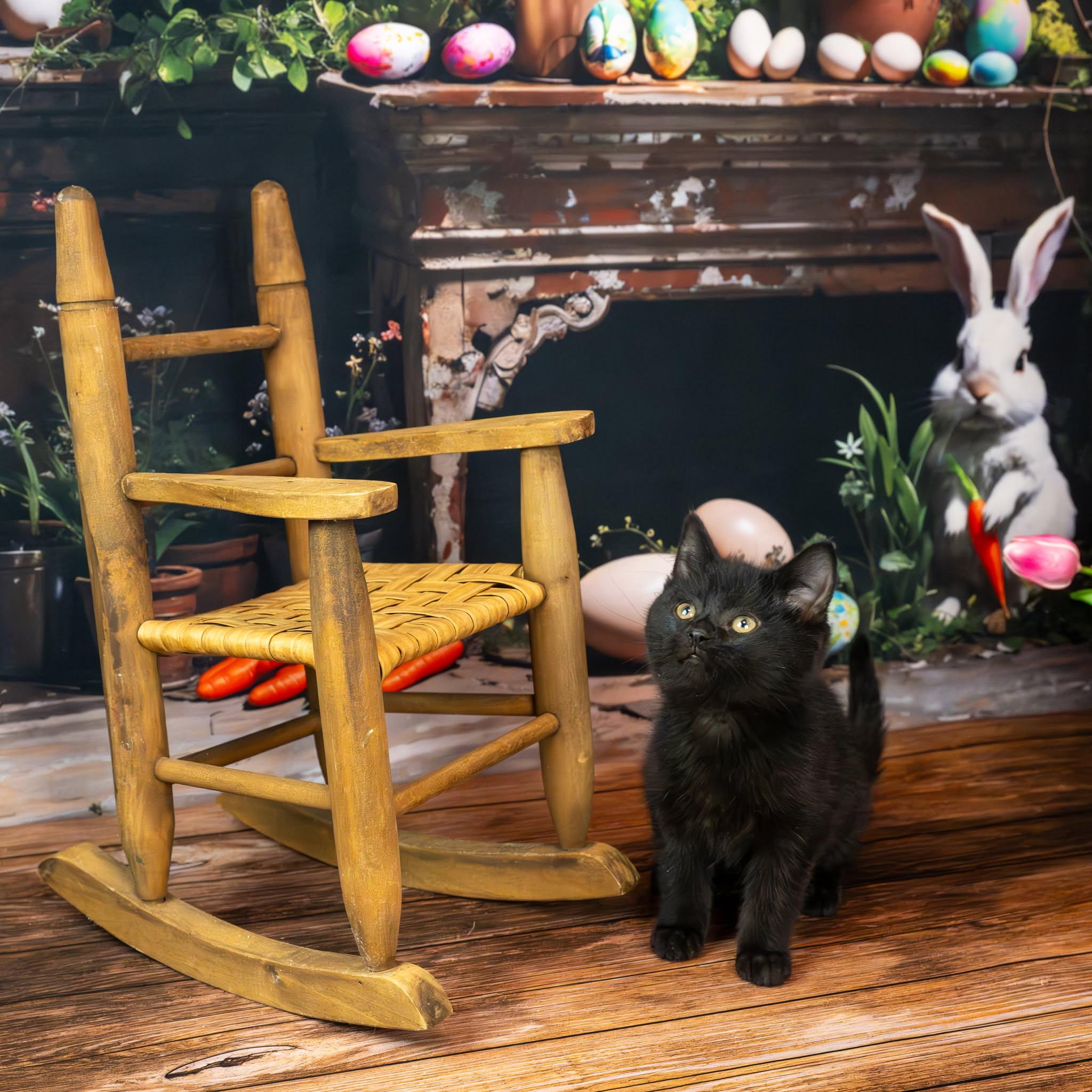 Enlarge Midnight, an adopted Domestic Short Hair in Lapeer, MI image 3/6