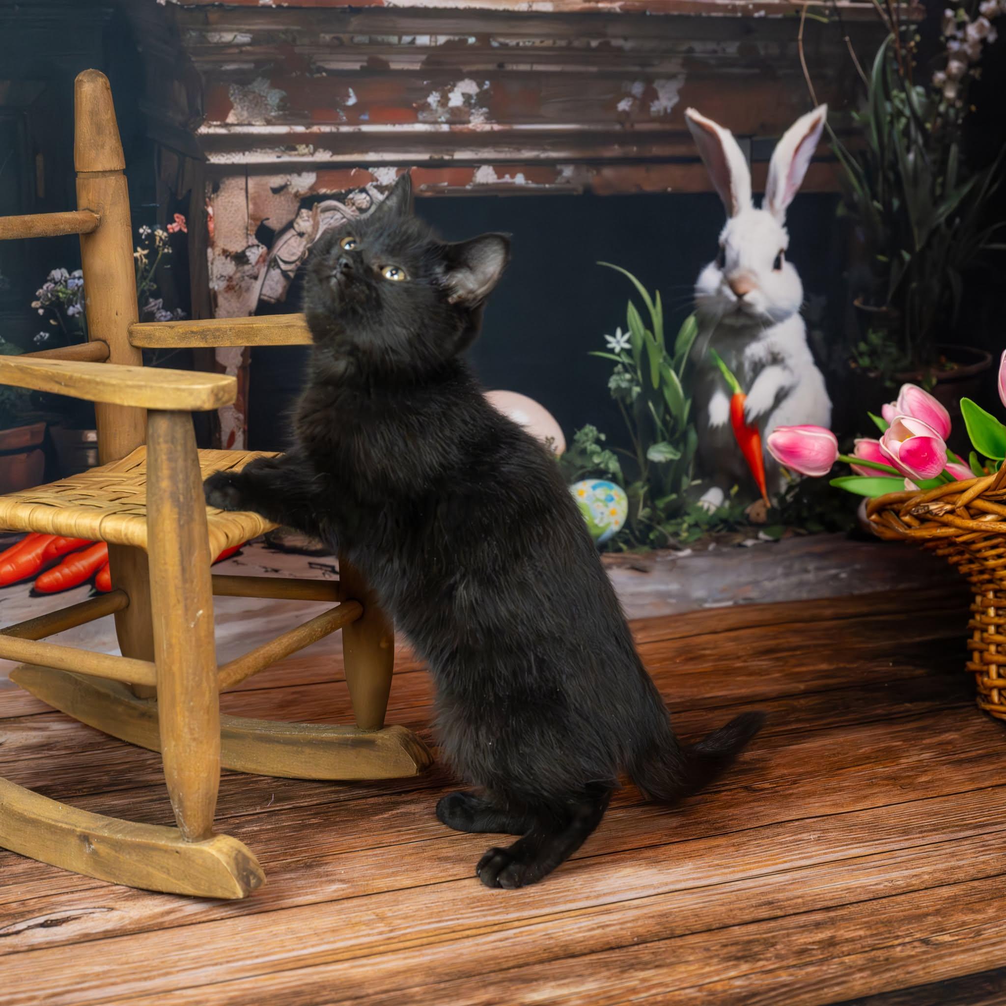 Enlarge Midnight, an adopted Domestic Short Hair in Lapeer, MI image 4/6