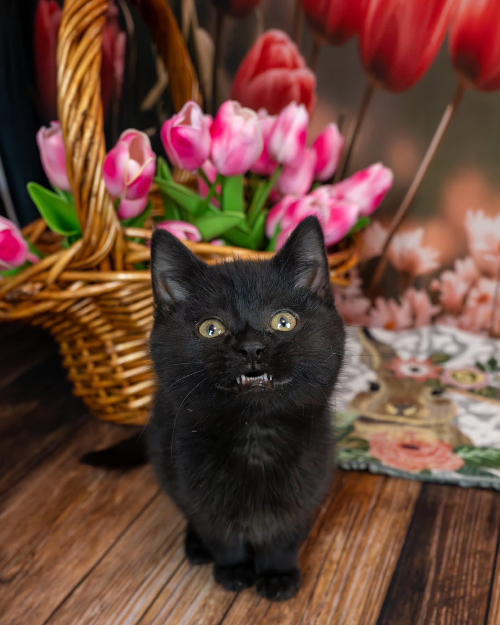 Enlarge Midnight, an adopted Domestic Short Hair in Lapeer, MI image 5/6