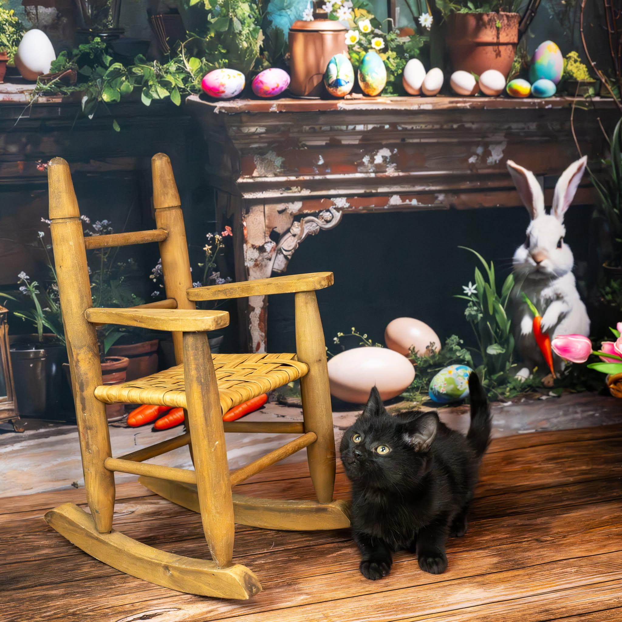 Enlarge Midnight, an adopted Domestic Short Hair in Lapeer, MI image 1/6