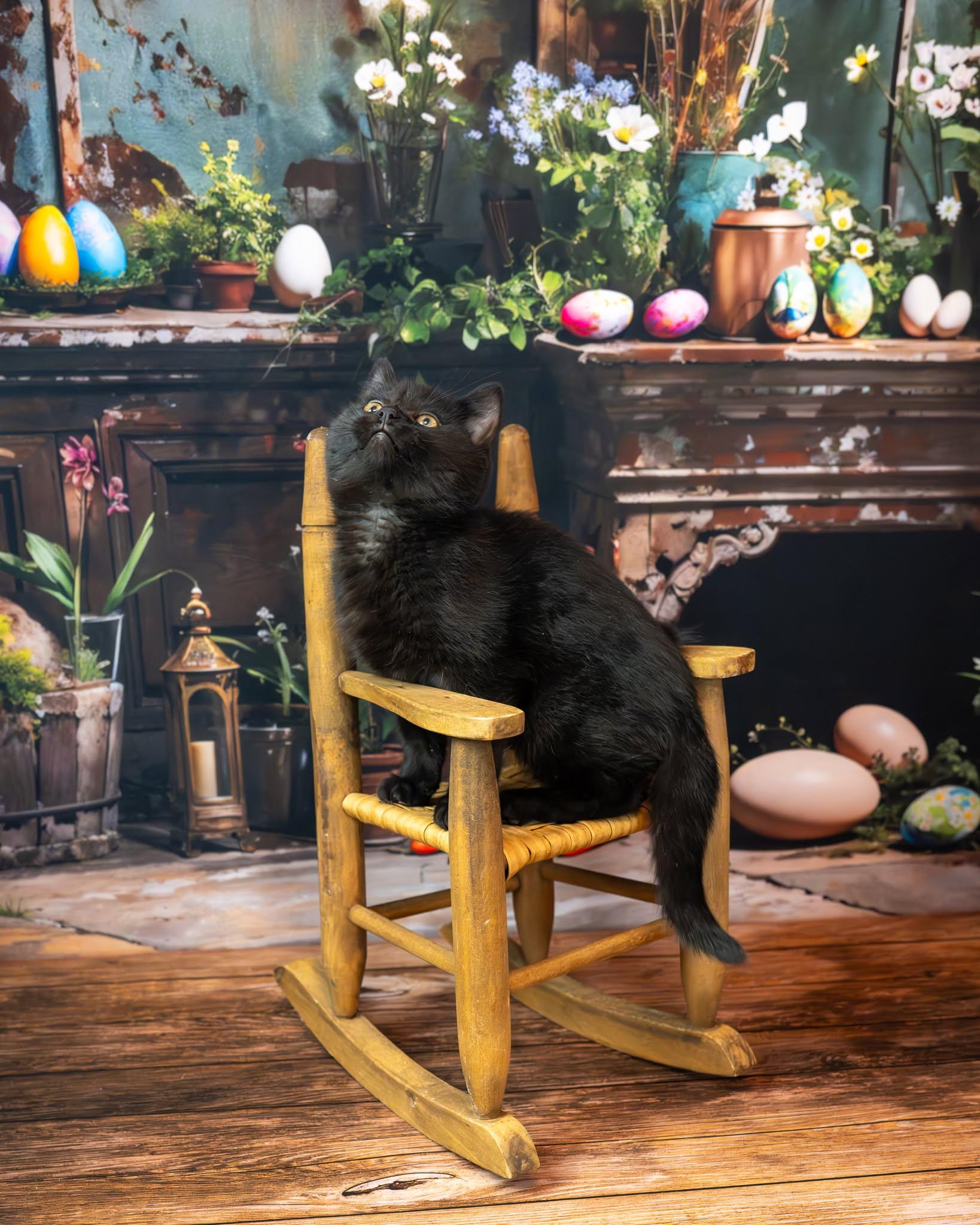 Enlarge Midnight, an adopted Domestic Short Hair in Lapeer, MI image 6/6