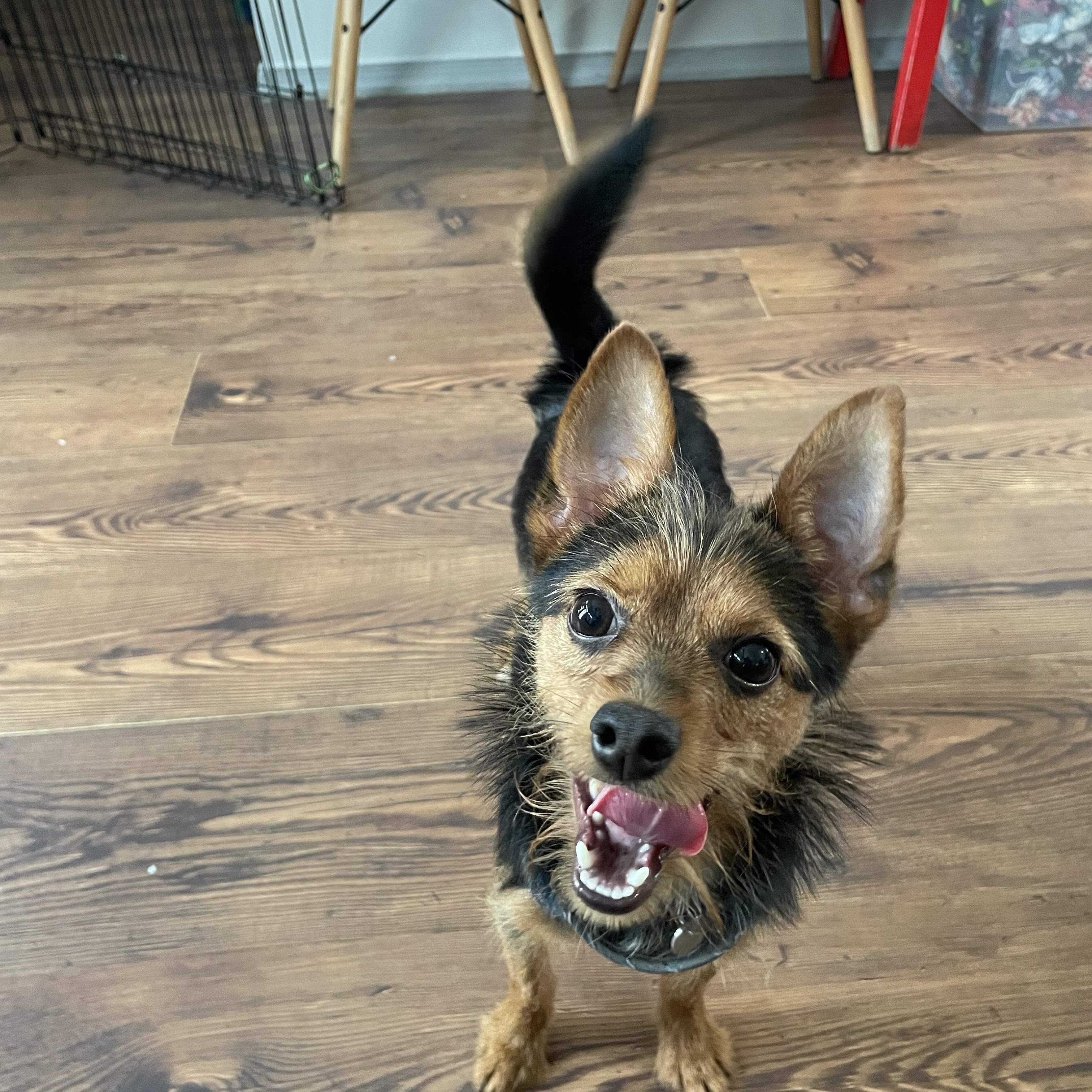Swivel, adopted, Young Male Chihuahua.
