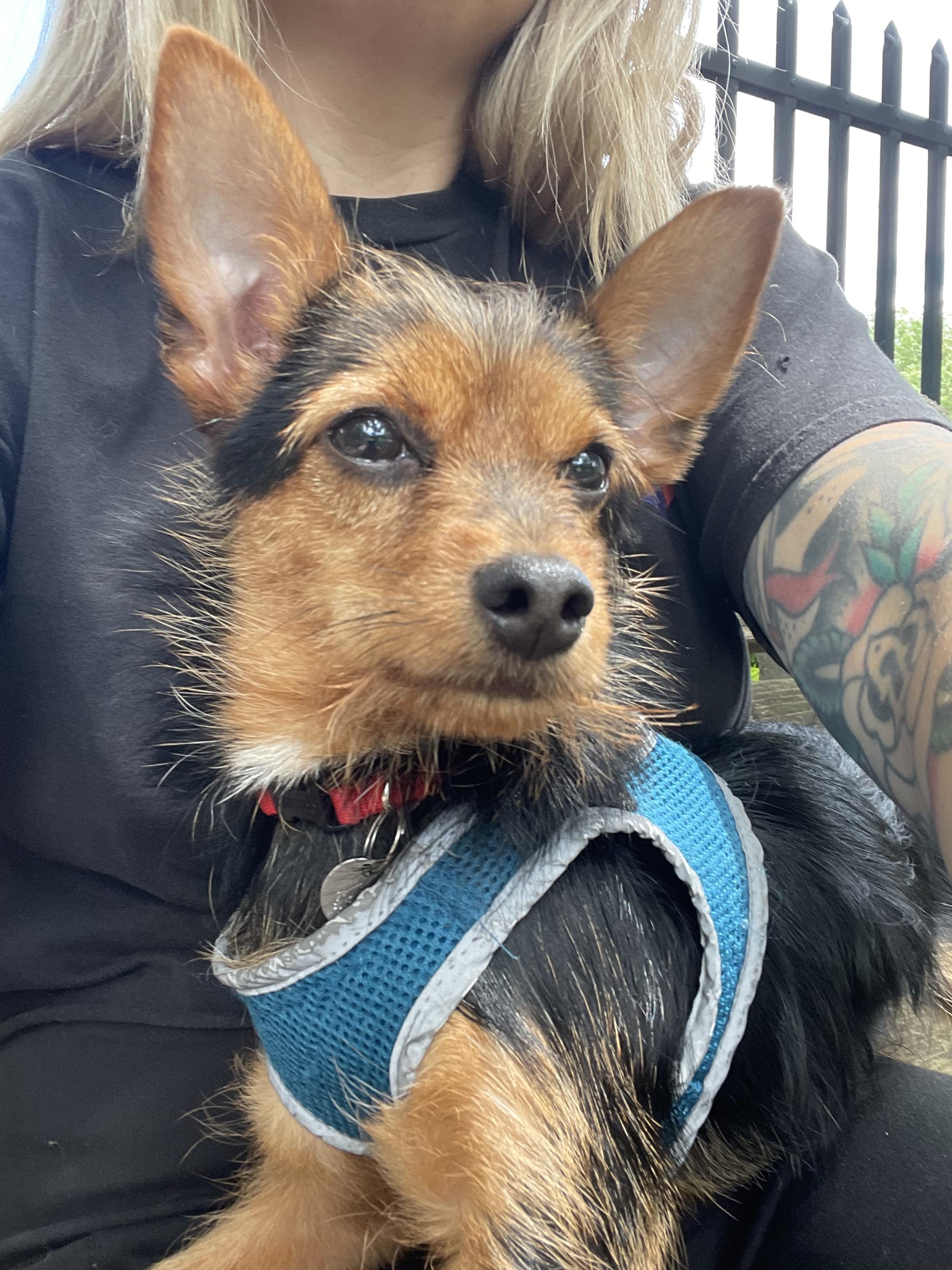 Enlarge Swivel, an adopted mixed breed in Philadelphia, PA image 2/2