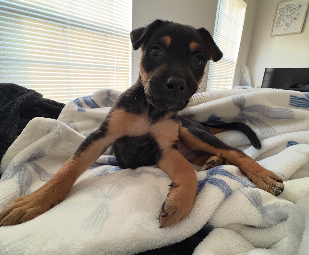 Enlarge Reese, a Adopted mixed breed in Calabash, NC image 5/6