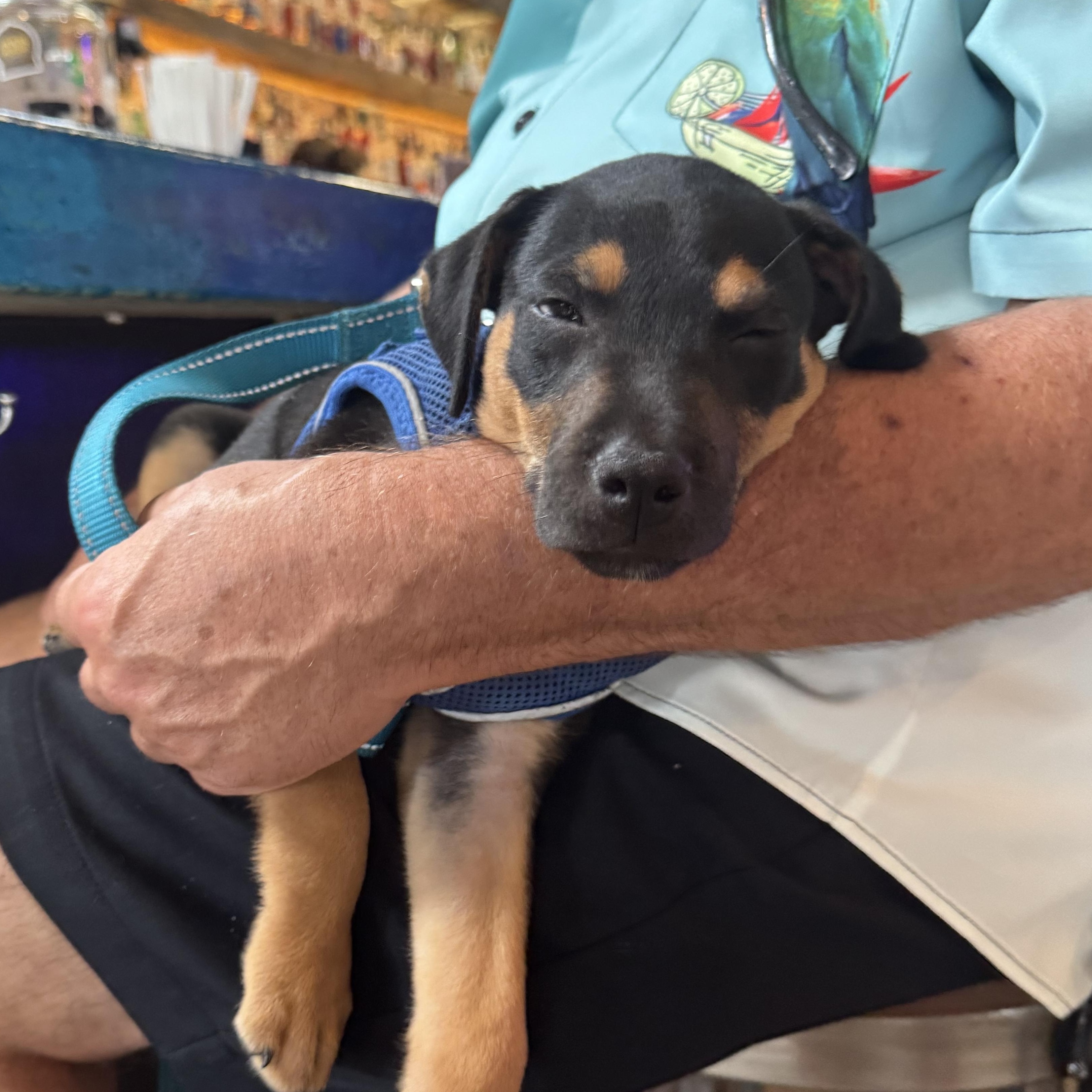 Enlarge Reese, a Adopted mixed breed in Calabash, NC image 4/6