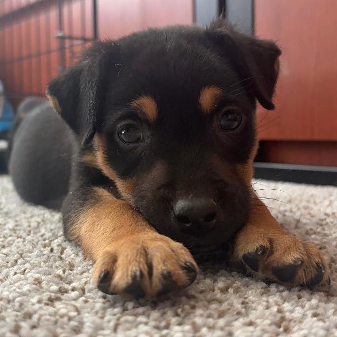 Enlarge Reese, a Adopted mixed breed in Calabash, NC image 3/6