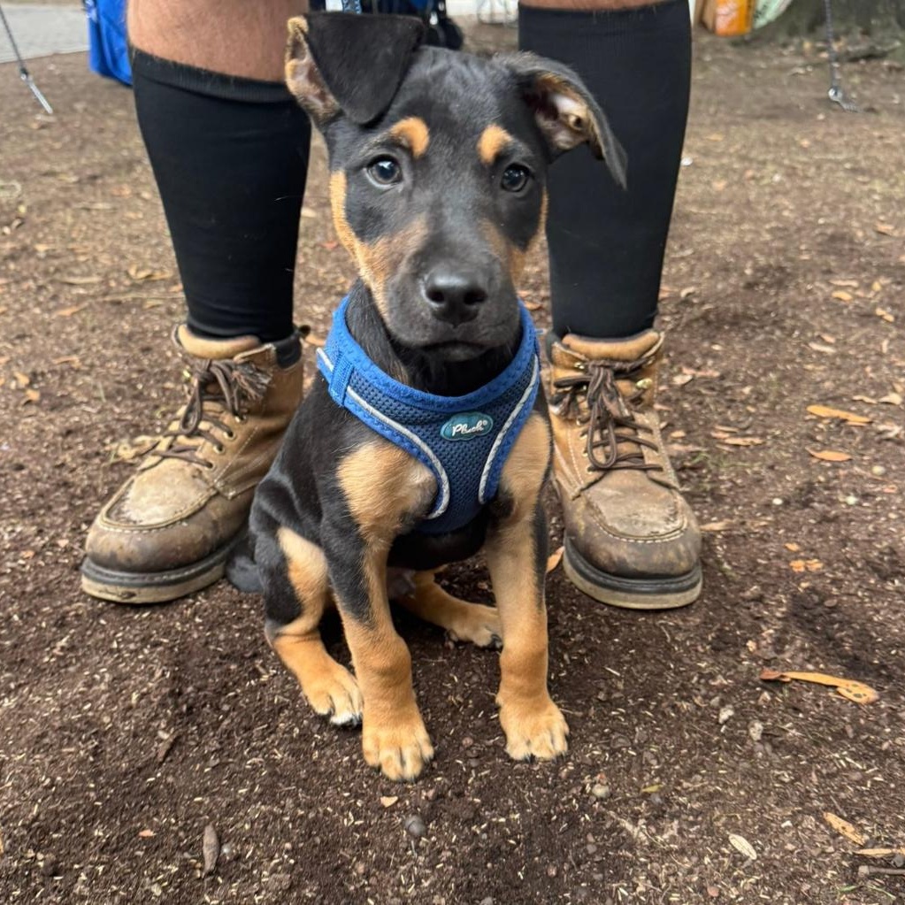 Enlarge Reese, a Adopted mixed breed in Calabash, NC image 1/6