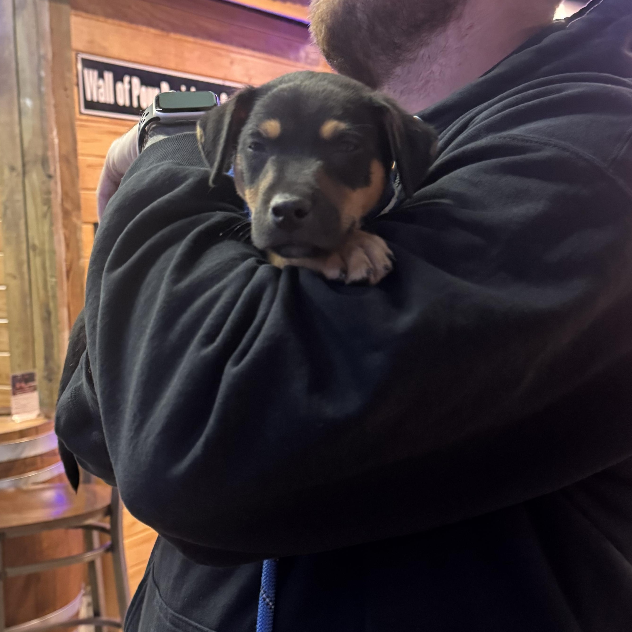 Enlarge Reese, a Adopted mixed breed in Calabash, NC image 6/6
