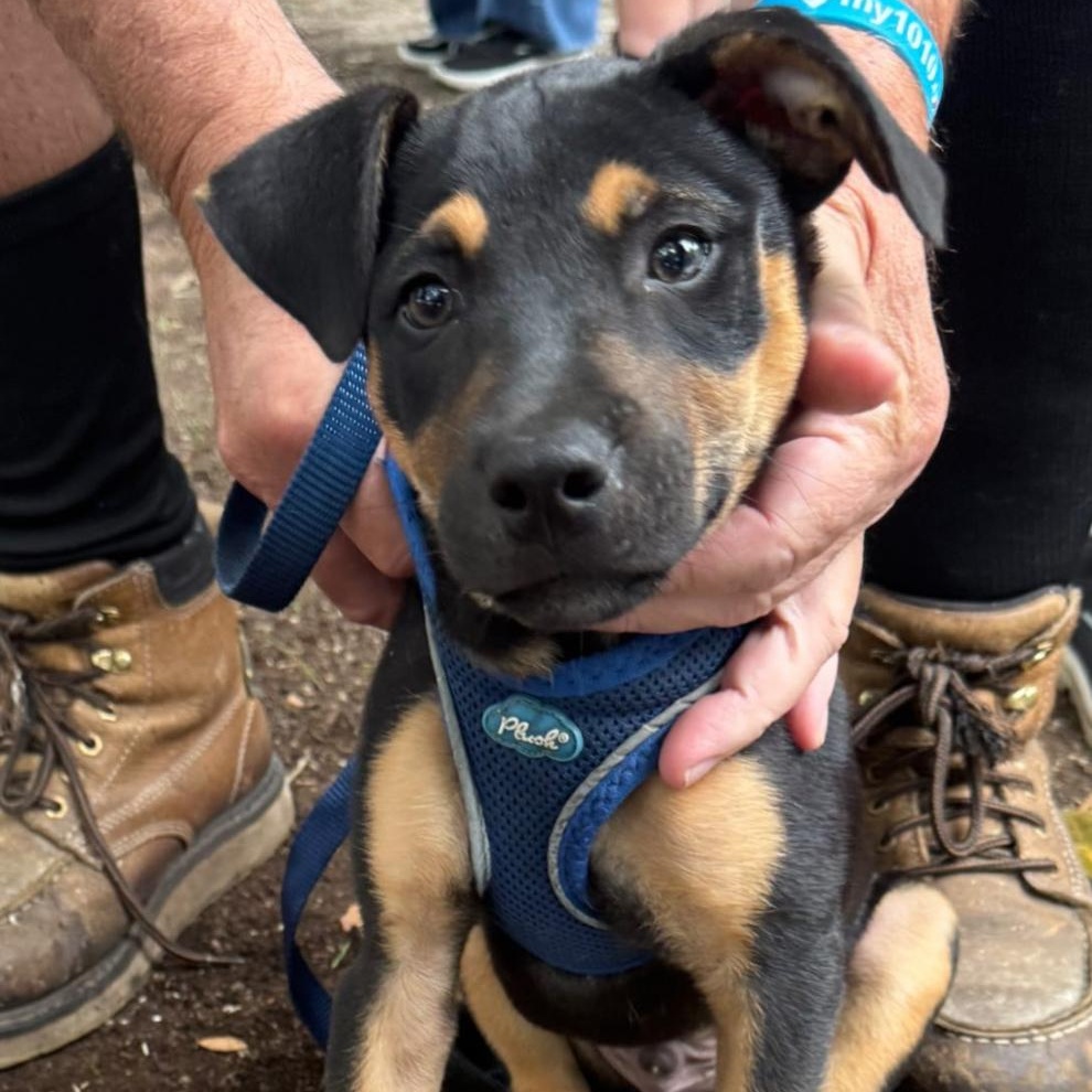 Enlarge Reese, a Adopted mixed breed in Calabash, NC image 2/6