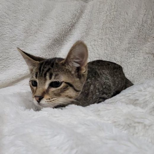 Curly, a Adoptable Domestic Short Hair in Lincolnwood, IL image 1/6