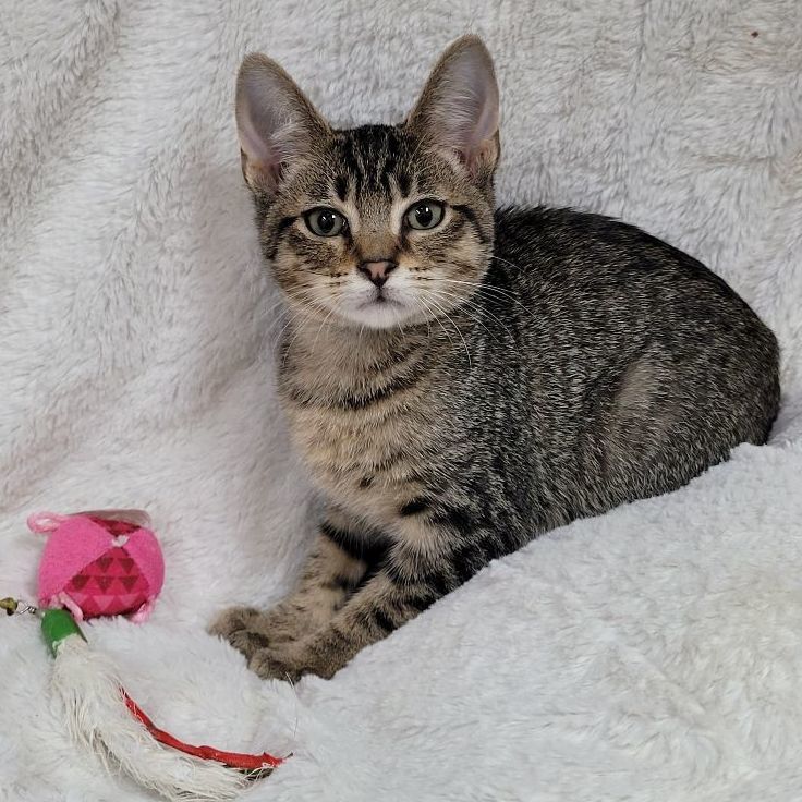 Curly, a Adoptable Domestic Short Hair in Lincolnwood, IL image 2/6