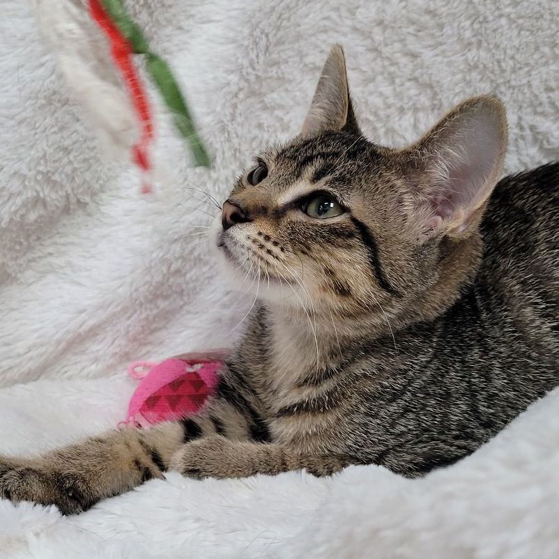 Curly, Adoptable, Kitten Male Domestic Short Hair.