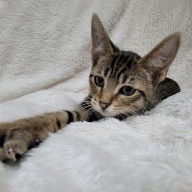 Curly, a Adoptable Domestic Short Hair in Lincolnwood, IL image 4/6