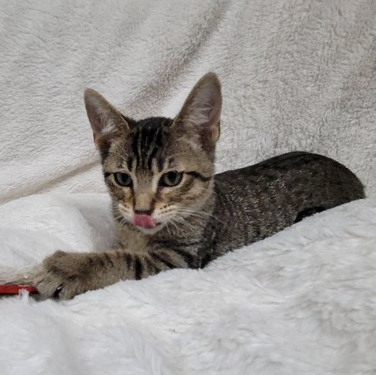 Curly, a Adoptable Domestic Short Hair in Lincolnwood, IL image 5/6