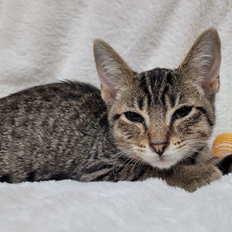 Curly, a Adoptable Domestic Short Hair in Lincolnwood, IL image 6/6