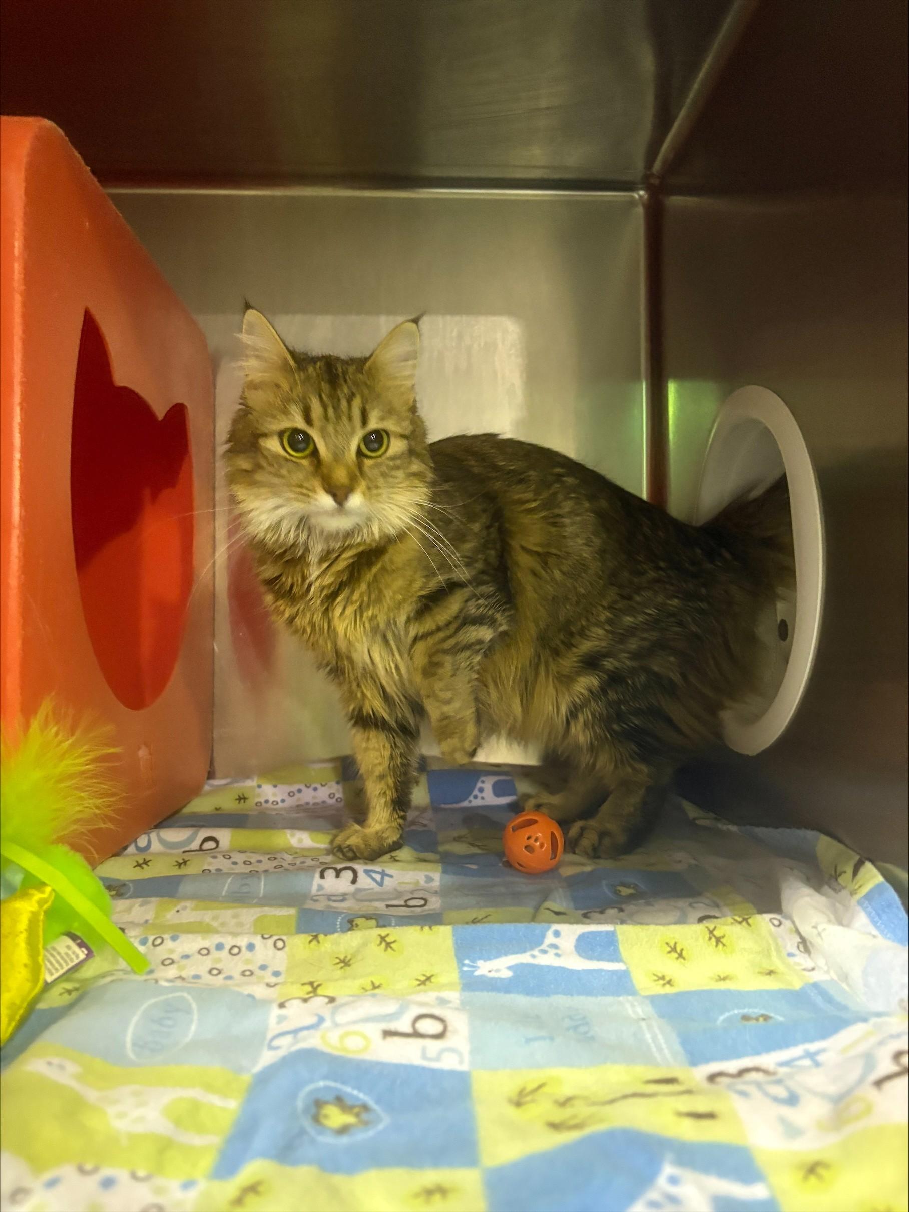 Enlarge Lucy-Mae, a Adoptable Domestic Medium Hair in Billings, MT image 1/1