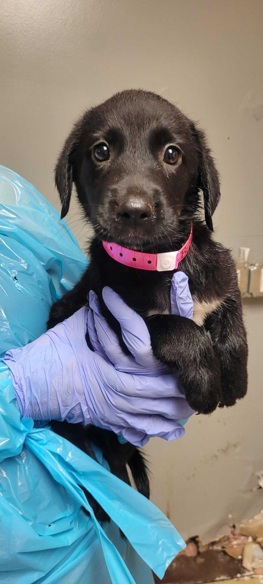 Pippin-Not Accepting Applications Yet!