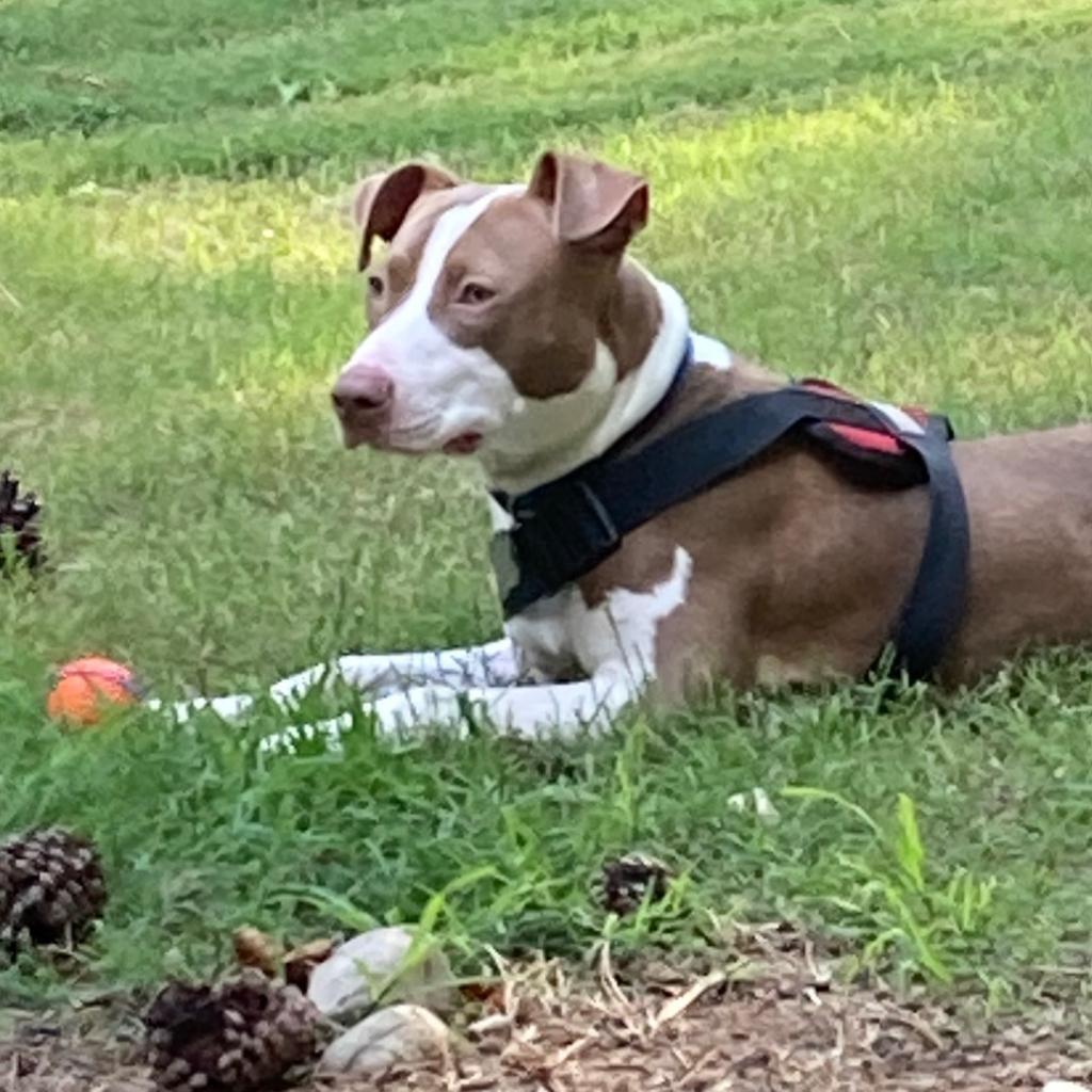 Griffin W., Adoptable, Adult Male Pit Bull Terrier & Mixed Breed.