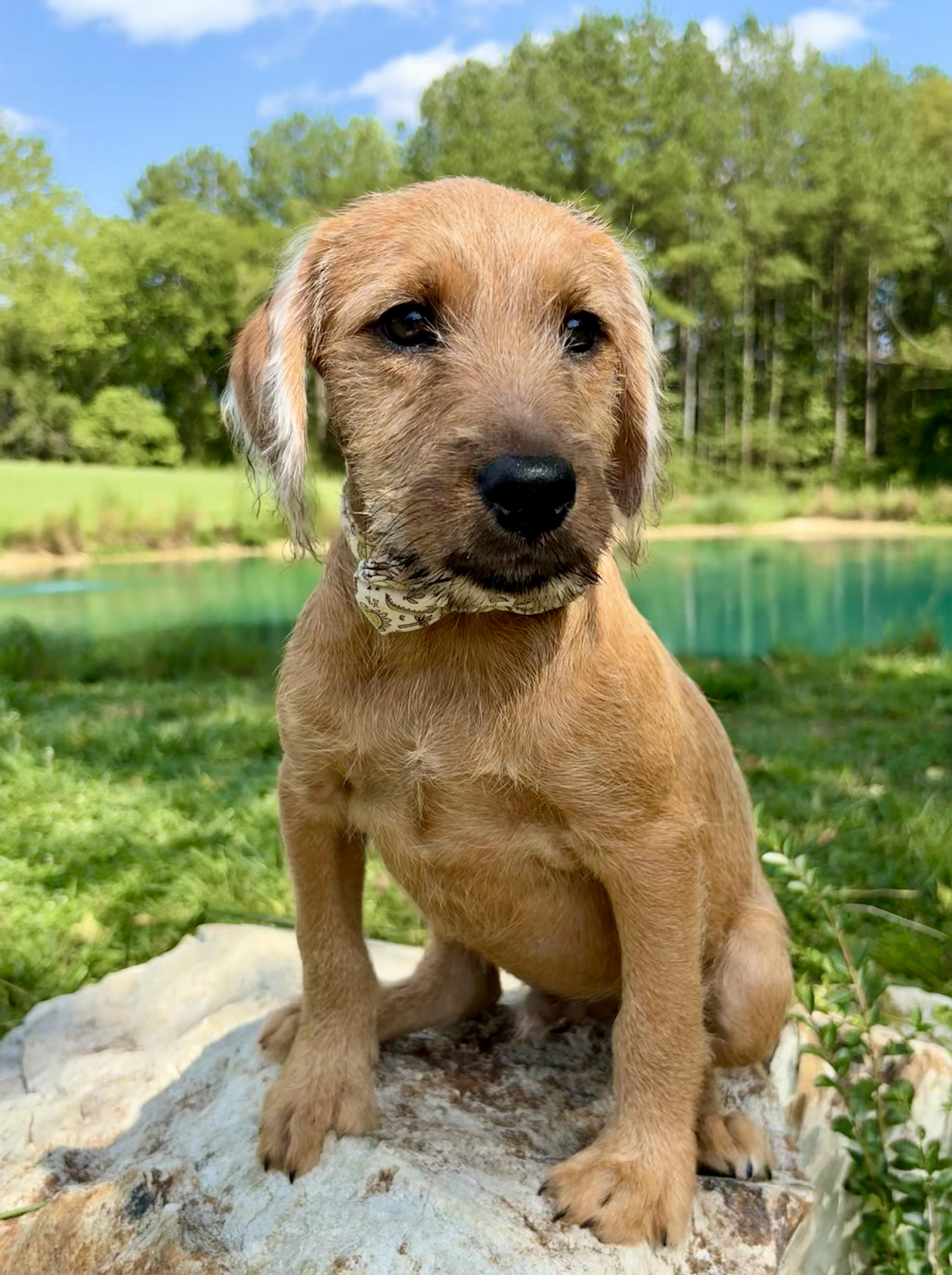 Jive, adopted, Puppy Male Goldendoodle.