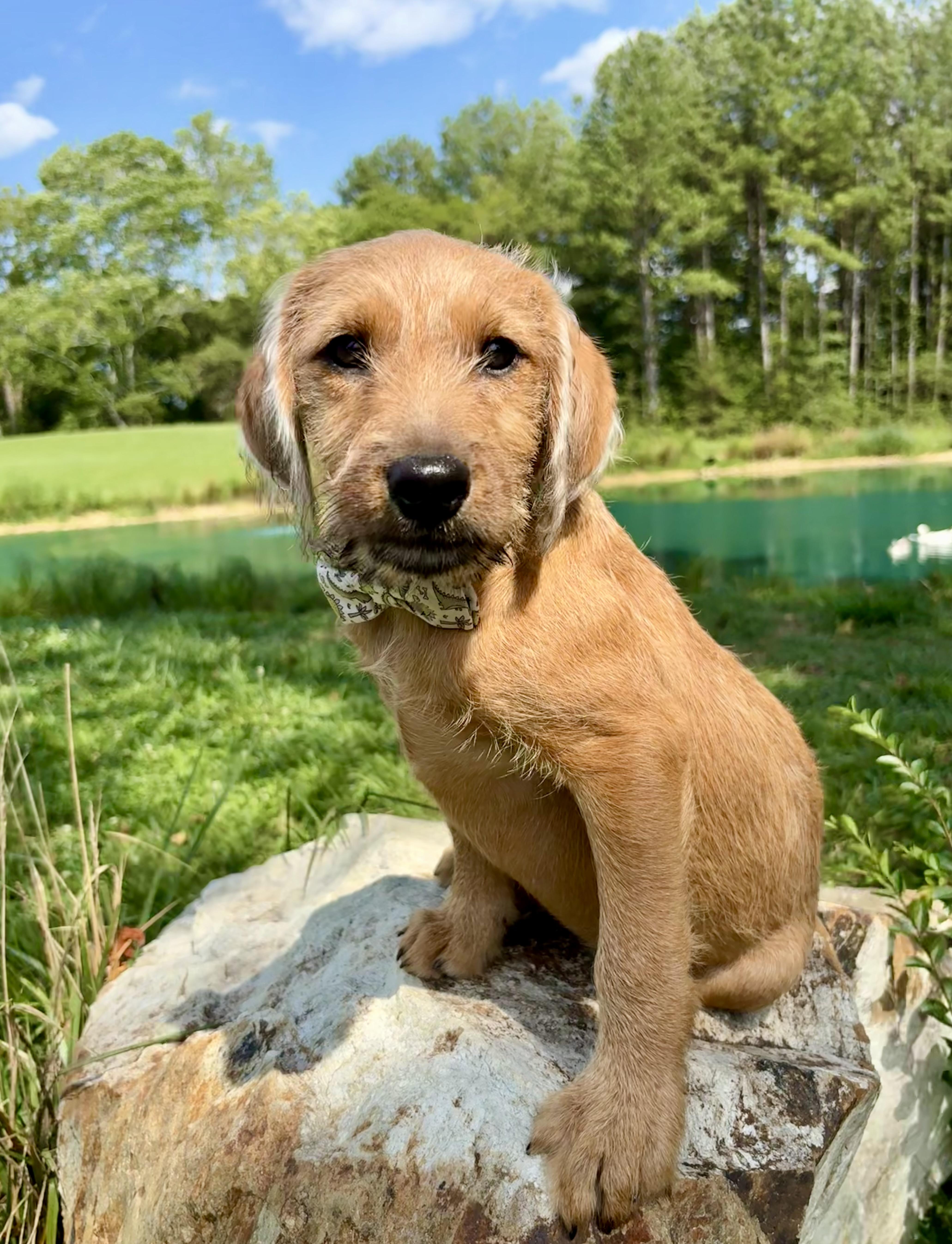 Jive, an adopted mixed breed in Pittsboro, NC image 2/3