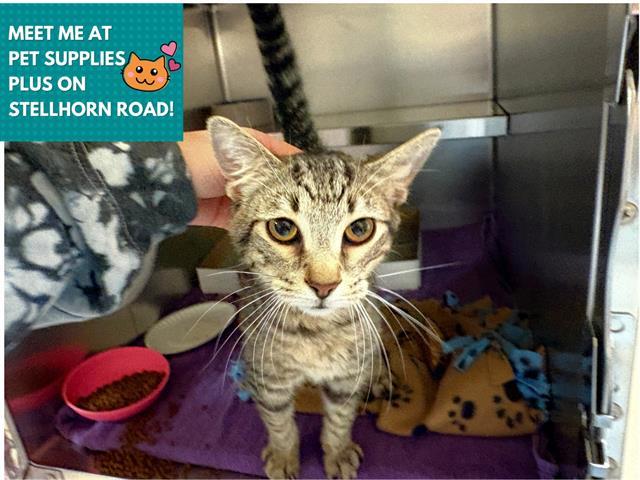 Enlarge ZAZU, a Adoptable Domestic Short Hair in Fort Wayne, IN image 1/1