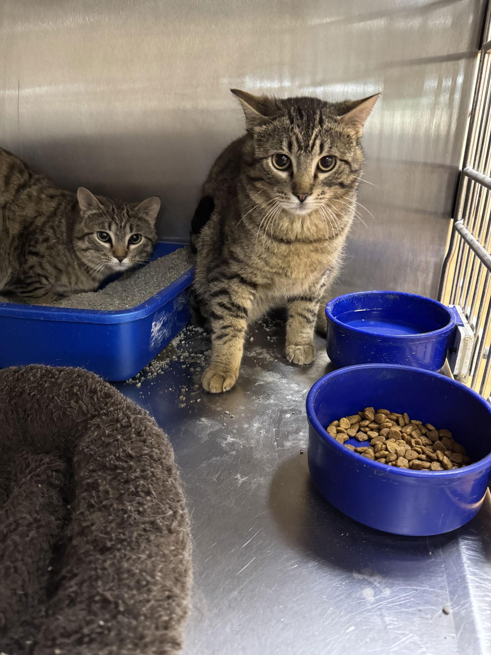 Enlarge Drac, a Adopted mixed breed in Austin, MN image 1/1