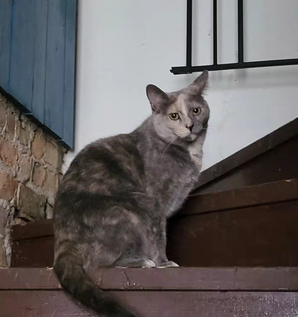 Cher, a Adoptable mixed breed in Chicago, IL image 1/11