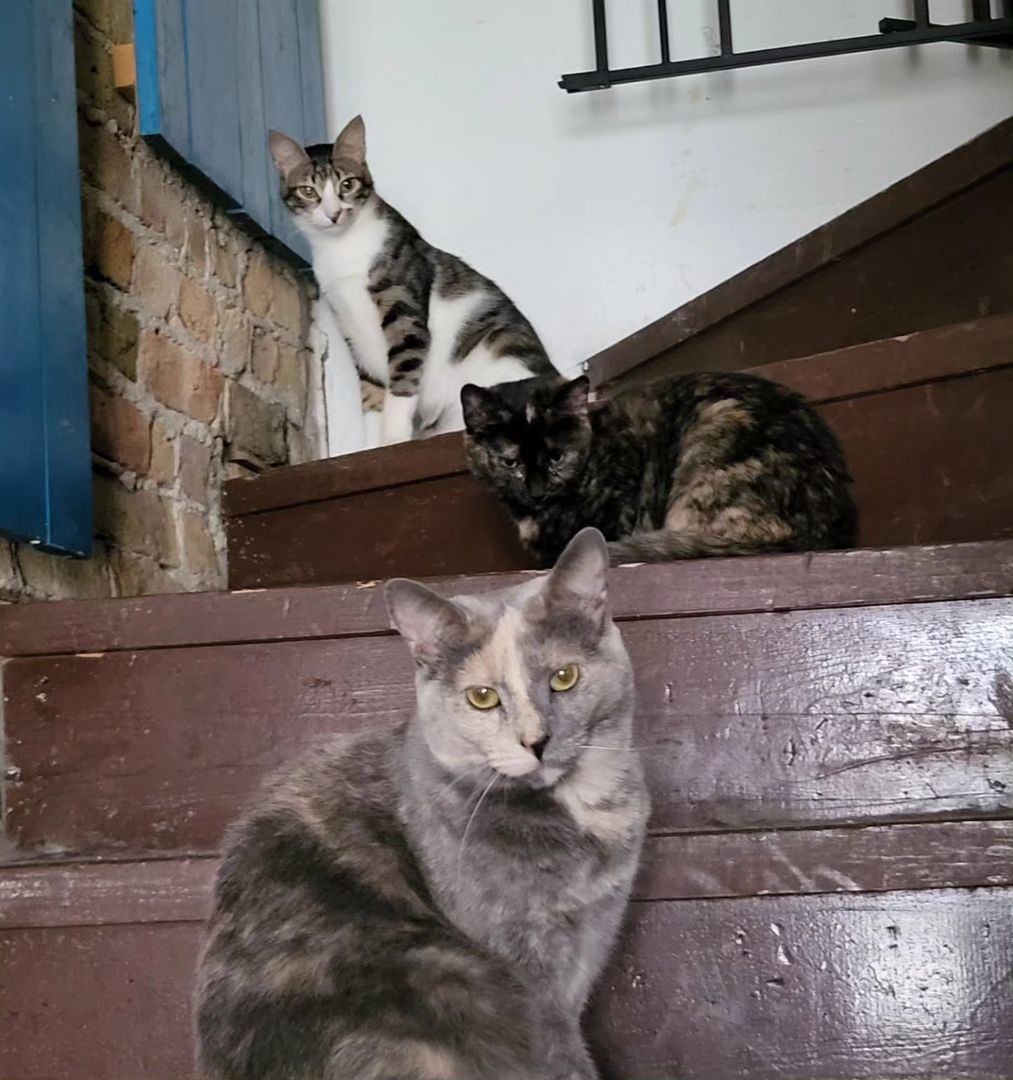 Cher, a Adoptable mixed breed in Chicago, IL image 2/11