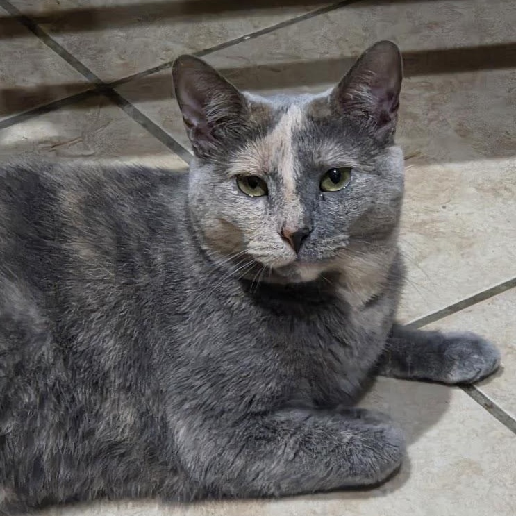 Cher, Adoptable, Adult Female Tortoiseshell & Domestic Short Hair.