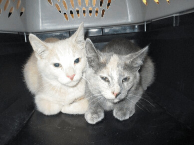 Cher, a Adoptable mixed breed in Chicago, IL image 3/11