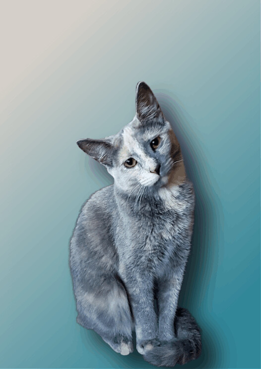 Cher, a Adoptable mixed breed in Chicago, IL image 4/11