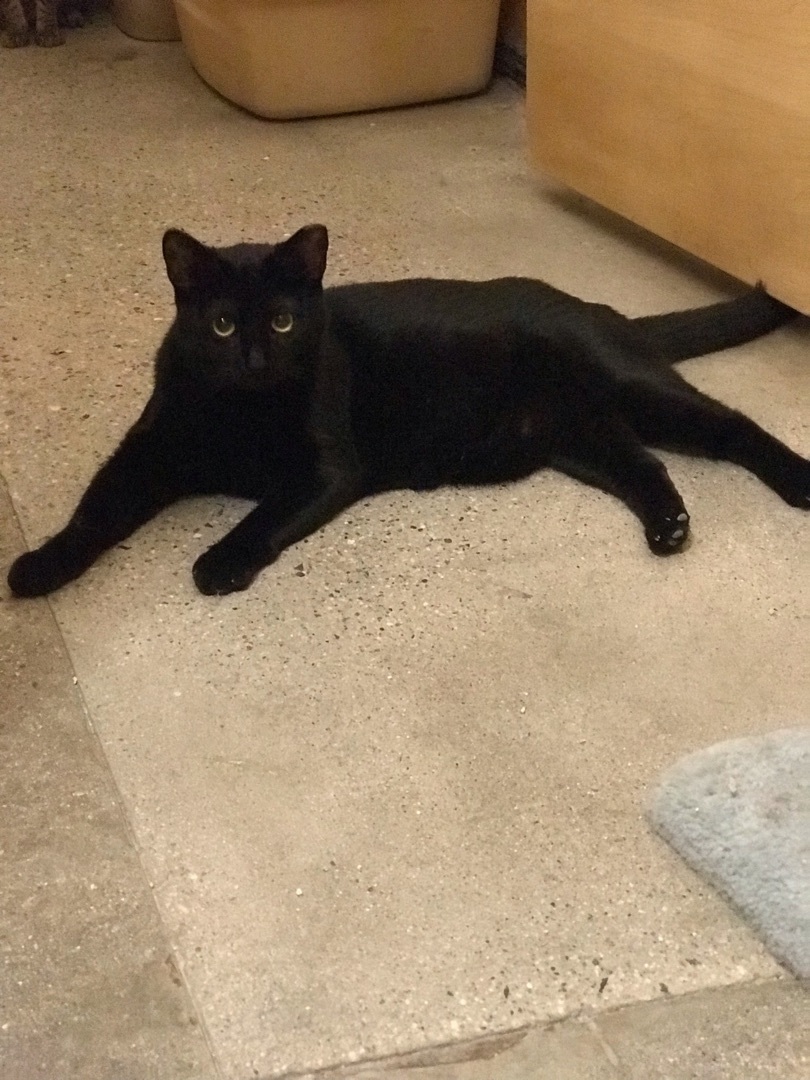 Daisy Ann, a Adoptable Domestic Short Hair in Tustin, CA image 1/13