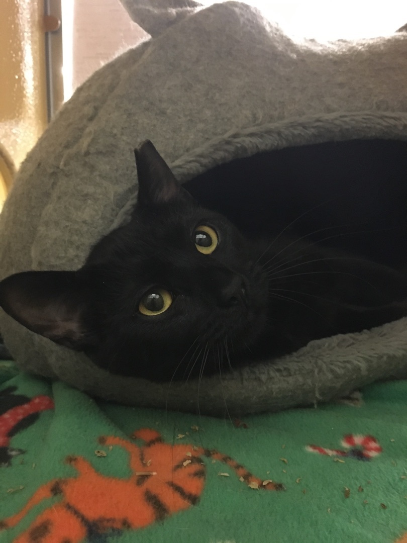 Enlarge Daisy Ann, a Adoptable Domestic Short Hair in Tustin, CA image 10/13